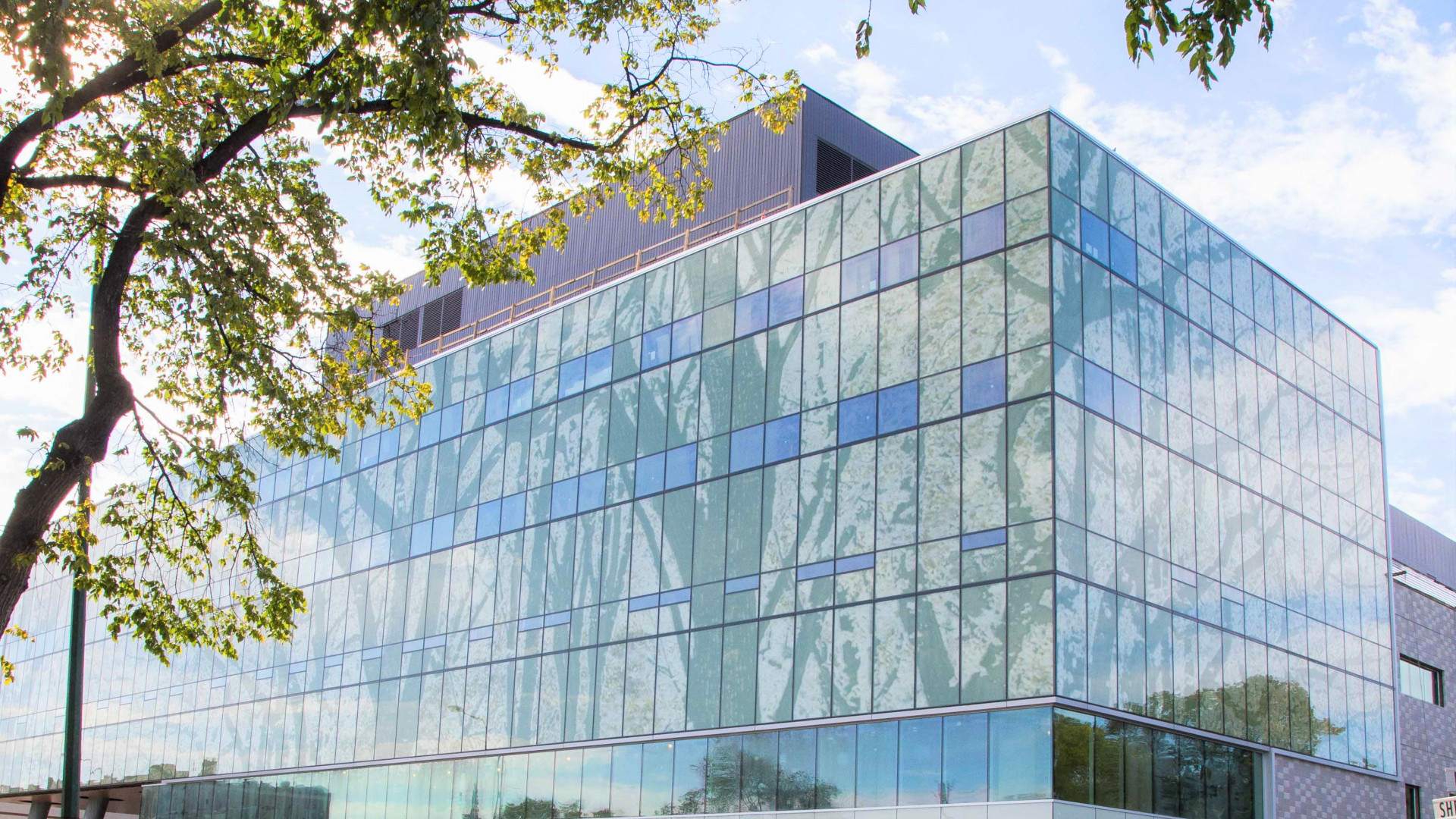 Winnipeg hosptal tree